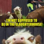 Bad pun cow  | HELP! I'M NOT SUPPOSED TO BE IN THE SLAUGHTERHOUSE! ! THIS IS A MI; STEAK | image tagged in bad pun cow | made w/ Imgflip meme maker