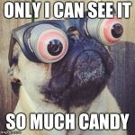 pug, funny face | ONLY I CAN SEE IT; SO MUCH CANDY | image tagged in pug funny face | made w/ Imgflip meme maker