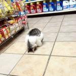 Cat bowing in store meme