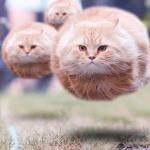 Flying cats meme