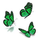 Emerald Green Monarch Butterflies
