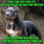 Using green to get more votes | NEXT TIME THEY SAYS IT’S NOT THE SIZE OF THE DOG THAT MATTERS; ASK THEM HOW DO YOU STOP THIS ONE FROM HUMPING YOUR LEG? | image tagged in big dog | made w/ Imgflip meme maker