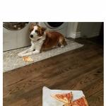 PIZZA DOG GUILTY LOOK BLANK