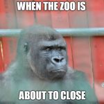 Sad gorrila | WHEN THE ZOO IS; ABOUT TO CLOSE | image tagged in sad gorrila | made w/ Imgflip meme maker