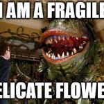 I am a fragile delicate flower | I AM A FRAGILE; DELICATE FLOWER! | image tagged in little shop of horrors,delicate flower | made w/ Imgflip meme maker