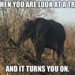 Elephant hiding a bone. | WHEN YOU ARE LOOK AT A TREE; AND IT TURNS YOU ON. | image tagged in elephant hiding a bone | made w/ Imgflip meme maker