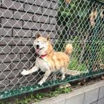 DOGE STUCK IN FENCE