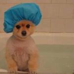 Doggo Bath Tub