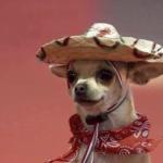 Chihuahua in sumbrero meme