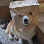 dog paper bag