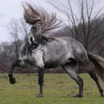 Awesome Horse