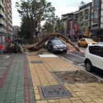Tree falls over car
