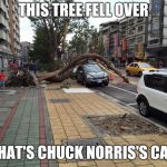 It wouldn't DARE! | THIS TREE FELL OVER; THAT'S CHUCK NORRIS'S CAR | image tagged in tree falls over car,memes,chuck norris | made w/ Imgflip meme maker