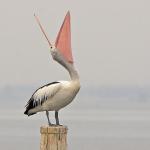 The Laughing Pelican