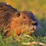 Nutria