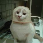 bread cat