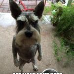 Angry dog | I LICK MY NUTS AND GET KICKED OUTSIDE! SHE LICKS YOUR NUTS AND GETS TO MOVE IN? | image tagged in angry dog | made w/ Imgflip meme maker
