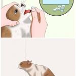 Cat pill template