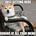 Cool shiba Inu  | JUST SITTING HERE; LOOKING AT ALL YOUR MEMES | image tagged in cool shiba inu | made w/ Imgflip meme maker