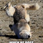 Dog stumble | TOM BRADY; WHEN HE DOES CATCH A PASS | image tagged in dog stumble | made w/ Imgflip meme maker