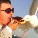 swiping seagull meme