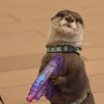 Otter with water gun