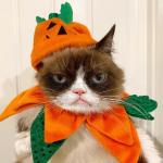 Grumpy Cat Halloween meme