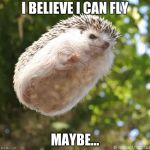 hedgehog | I BELIEVE I CAN FLY; MAYBE... | image tagged in hedgehog | made w/ Imgflip meme maker