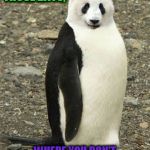 Crazy Animals-Emperor Panda | DO YOU GET THOSE DAYS, WHERE YOU DON'T KNOW WHERE YOUR HEAD IS? | image tagged in crazy animals-emperor panda | made w/ Imgflip meme maker