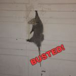 Busted Possum | BUSTED! | image tagged in busted possum | made w/ Imgflip meme maker