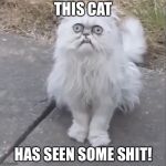 If you had seen what this cat has seen | THIS CAT; HAS SEEN SOME SHIT! | image tagged in crazy cat,wierd eyes,memes | made w/ Imgflip meme maker