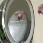 parrot and mirror