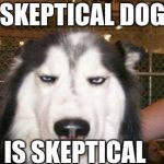 Skeptical Dog | SKEPTICAL DOG; IS SKEPTICAL | image tagged in skeptical dog | made w/ Imgflip meme maker