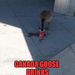 Canada Goose & Coffee | DRINKS CANADIAN COFFEE; CANADA GOOSE | image tagged in canada goose  coffee | made w/ Imgflip meme maker