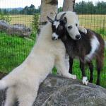 dog hugging goat