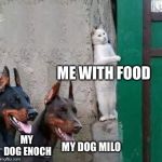 Dobermans cat hiding | ME WITH FOOD; MY DOG ENOCH; MY DOG MILO | image tagged in dobermans cat hiding | made w/ Imgflip meme maker