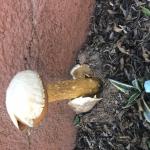 Mushroom meme