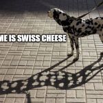 Dog | HIS NAME IS SWISS CHEESE | image tagged in swiss cheese,dog,shadow | made w/ Imgflip meme maker