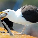 Seagull eating rat