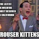 Pee Wee Herman rescue | DURING THE LATEST RAVAGING WILDFIRE PEE WEE BRAVELY RESCUED COUNTLESS CALIFORNIA; TROUSER KITTENS | image tagged in pee wee herman rescue,humor | made w/ Imgflip meme maker