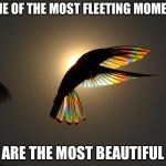 Beauty at 1/500 of a second | SOME OF THE MOST FLEETING MOMENTS; ARE THE MOST BEAUTIFUL | image tagged in winged prism,hummingbird,sunlight,beauty,memes | made w/ Imgflip meme maker