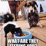 what'a cute kitten | STINKY CAT, STINKY CAT; WHAT ARE THEY FEEDING YOU? | image tagged in skunk eats dog's food | made w/ Imgflip meme maker