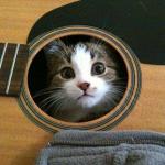 feline guitar