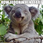 Smiling Koala | HOW I LOOK WHEN I FART | image tagged in smiling koala | made w/ Imgflip meme maker