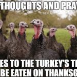 Turkeys | OUR THOUGHTS AND PRAYERS; GOES TO THE TURKEY'S THAT WILL BE EATEN ON THANKSGIVING | image tagged in turkeys | made w/ Imgflip meme maker