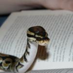 Reading snake