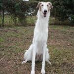Long necked dog