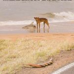 Welcome to Australia | WELCOME TO AUSTRALIA WHERE DINGOS EAT SHARKS; WHILE TWO SNAKES ROOT IN THE NEAR DISTANCES; NICHOLAS ORTYAN | image tagged in welcome to australia | made w/ Imgflip meme maker