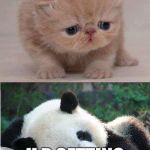 Cute animals | WAKE YAWN UP PAN; U R GETTING VERY SLEEPY | image tagged in cute animals | made w/ Imgflip meme maker