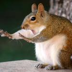 Stop Squirrel